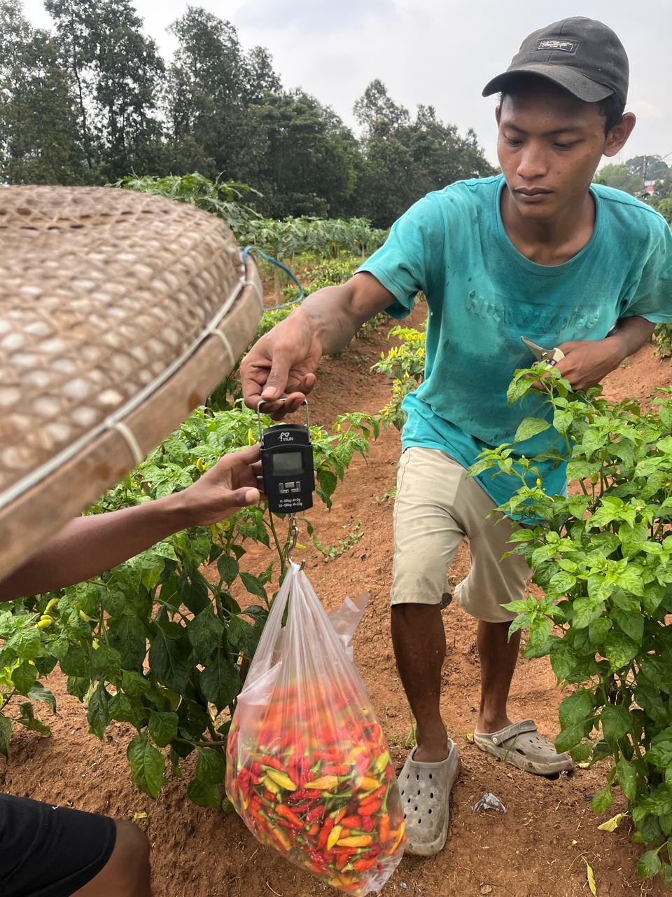 Rutan Tangerang Panen Cabai, Wujud Nyata Dukungan Terhadap Ketahanan Pangan Nasional