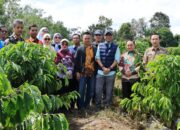 Tinjau Kebun Induk Hanakau, Gubernur Lampung Kenalkan Inovasi PHC untuk Dongkrak Produktivitas Kopi