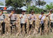 Panen Raya Jagung, Polres Lampung Barat Perkuat Sinergi Dukung Ketahanan Pangan Nasional