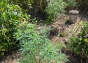 Satresnarkoba Polres Lampung Barat Temukan Tanaman Diduga Ganja di Lahan Belukar Pekon Teba Pring Jaya